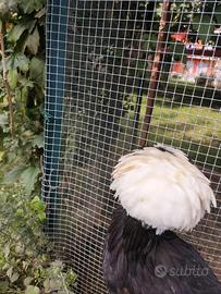 Galline ovaiole olandesine
