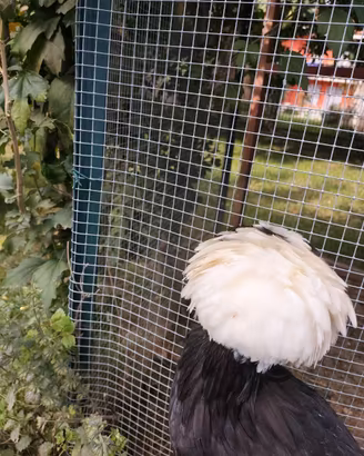 Galline ovaiole olandesine