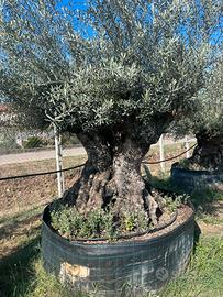 Piante di ulivo