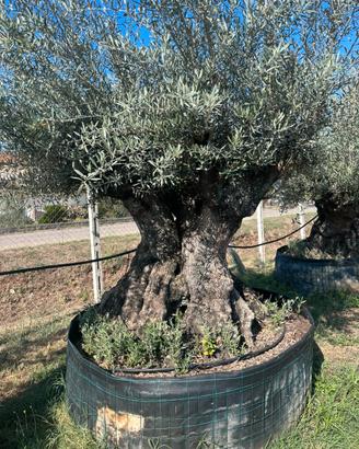 Piante di ulivo