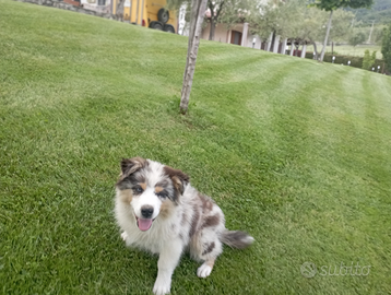 Cucciola pastore australiano Shepher