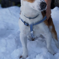 Cane Jack Russel/volpino disponibile per monta