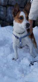 Cane Jack Russel/volpino disponibile per monta