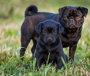 Cucciolo maschio due mesi mini