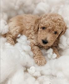 Barboncini barboncino cuccioli cucciolo