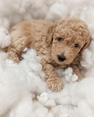 Barboncini barboncino cuccioli cucciolo
