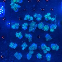 Duncanopsammia axifungia verde corallo LPS