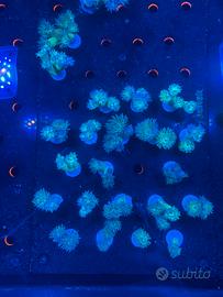 Duncanopsammia axifungia verde corallo LPS