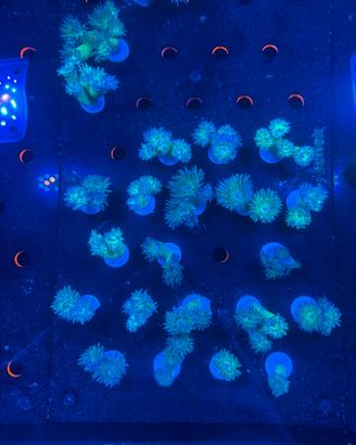 Duncanopsammia axifungia verde corallo LPS