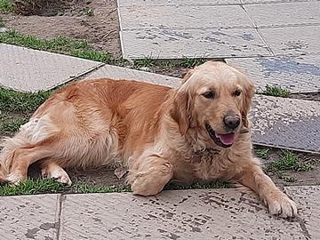 Golden retriever femmina sterilizzata con pedigree