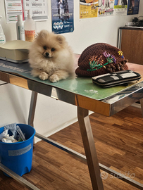 Spitz di Pomerania