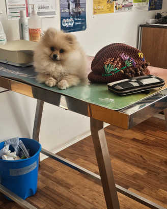 Spitz di Pomerania