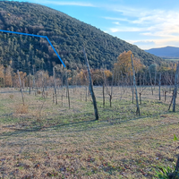 Terreno a vigneto e bosco