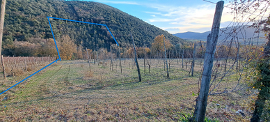 Terreno a vigneto e bosco