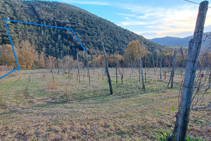 Terreno a vigneto e bosco