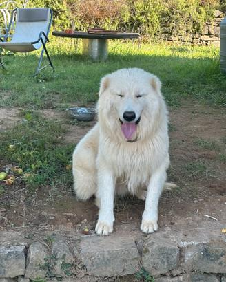 Cuccioli pastore maremmano abbruzzese