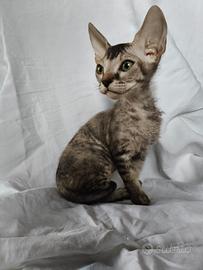 Gattina don sphynx velour ( consegna)