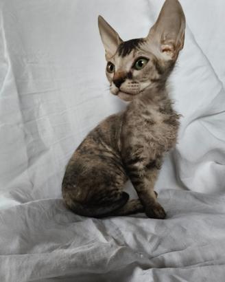 Gattina don sphynx velour ( consegna)