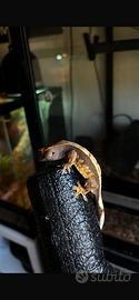 Geco Ciliatus