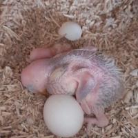 Pulli pappagalli vari