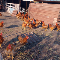 Polli paesani zona saviano