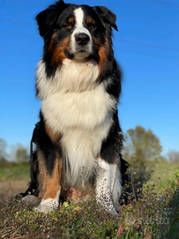 Cuccioli Pastore Australiano