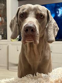 Weimaraner per monta