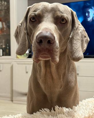 Weimaraner per monta