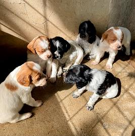 Cuccioli Breton