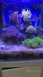 Acquario marino + mobile