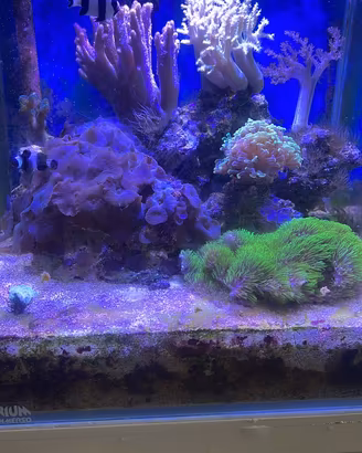 Acquario marino + mobile