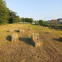  balle piccole quadrate di fieno 