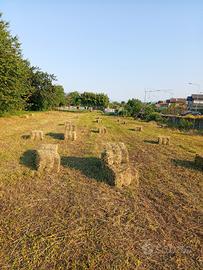  balle piccole quadrate di fieno 