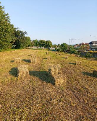  balle piccole quadrate di fieno 