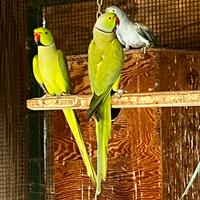 Indian Ringnecks