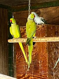 Indian Ringnecks