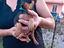 Immagine 4
