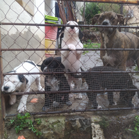 Simil amstaff