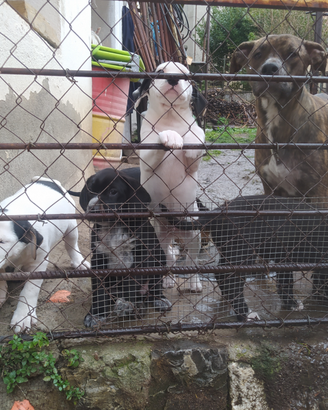 Simil amstaff