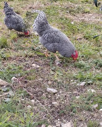 Gallo Amrock