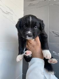 Cuccioli border collie