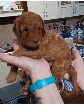 Cuccioli di barboncino