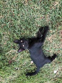 Gattino nero