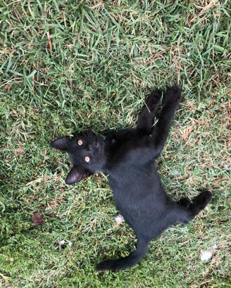 Gattino nero