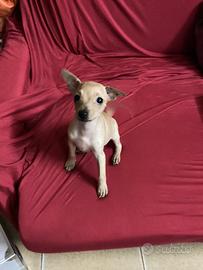 Pinscher. Toy femmina