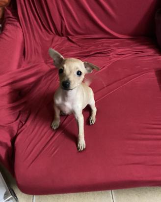 Pinscher. Toy femmina
