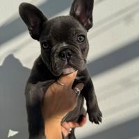 Cuccioli Bulldog Francese Blu