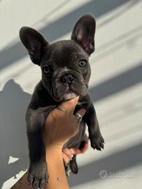 Cuccioli Bulldog Francese Blu