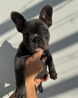 Cuccioli Bulldog Francese Blu