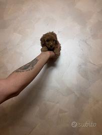 Barboncino mini toy